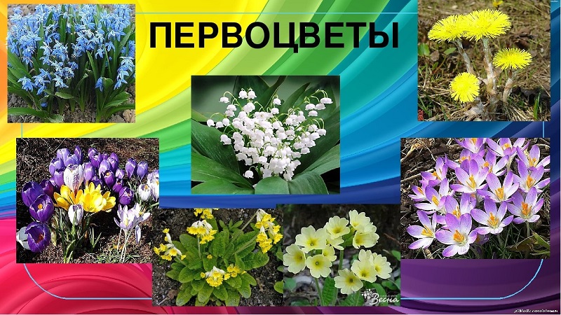 «Первоцветы».